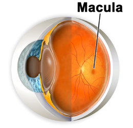 macula degeneracion macular